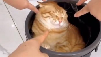 Проявление конформности к котику